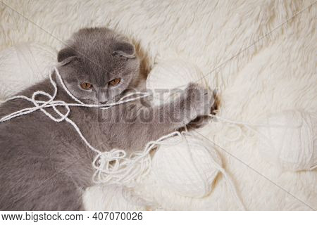 A Lop-eared Scottish Cat Plays With Balls Of Yarn. An Animal On A White Background. Fun For Pets