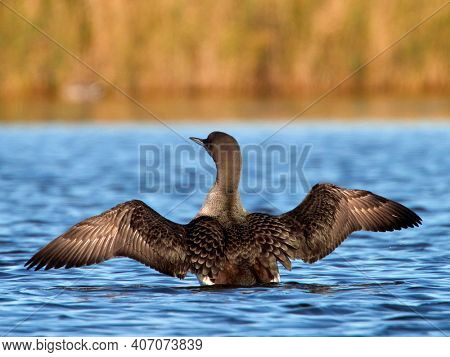 Black-throated diver (Gavia arctica) in natural habitat