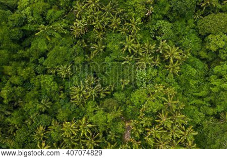 Top Down Overhead Aerial Birds Eye View Of Tropical Rainforest Palm Tree Canopies In The Lush Green 