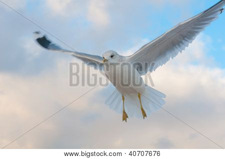 Gaviota