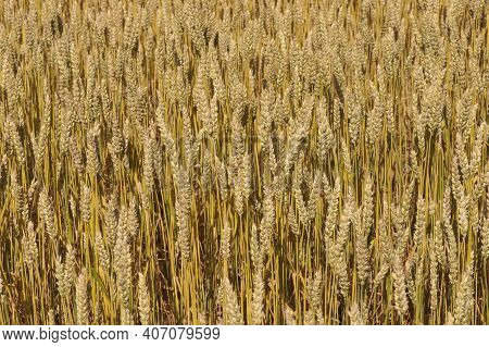 Spikelets Of Golden Wheat In The Field. Ripe Big Golden Ears Of Wheat On A Yellow Background Of The 