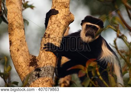 The Mantled Guereza (colobus Guereza), Also Known As The Guereza, The Eastern Black-and-white Colobu