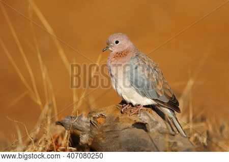 A laughing dove (Spilopelia senegalensis) in natural habitat, South Africa