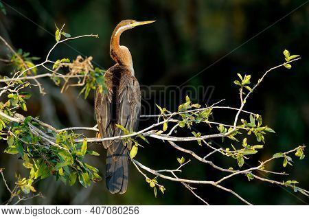African darter (Anhinga rufa) perched in a tree, Kruger National Park, South Africa