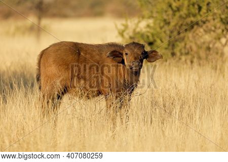 A young African buffalo calf (Syncerus caffer) in natural habitat, Mokala National Park, South Africa