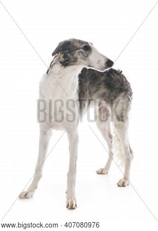 Young Borzoi In Front Of White Background