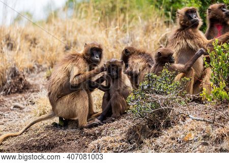 Family Of Ethiopian Endemic Animal Monkey Gelada Baboon In Social Grooming. Theropithecus Gelada, De