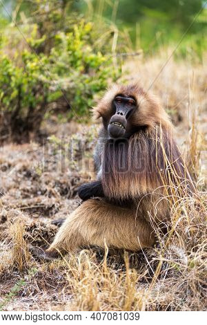 Male Of Ethiopian Endemic Animal Monkey Gelada Baboon. Theropithecus Gelada, Debre Libanos, Simien M