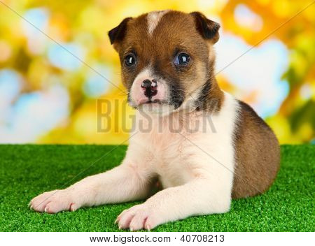 Doğal backgraund üzerinde yeşil çimenlerin üzerinde güzel küçük köpek yavrusu