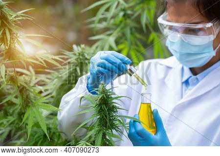 Scientist Analyzing And Researching Hemp Oil Extracts,  Concept Of Herbal Alternative Medicine, Cbd 