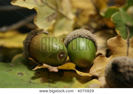 Acorns On Atumn Leaves
