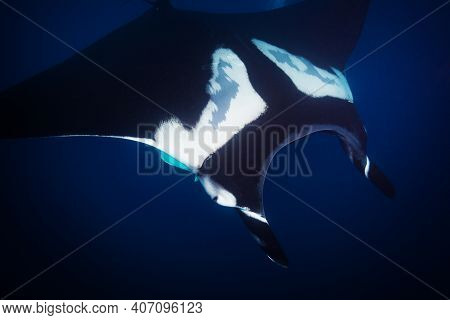 Close Photo From Above Of Big Magnificent Manta Ray Swimming Deep In The Water