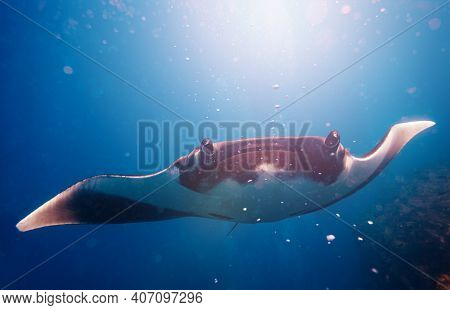 Front Photo Of Beautiful Manta Ray In The Sunlight Swimming To The Diver