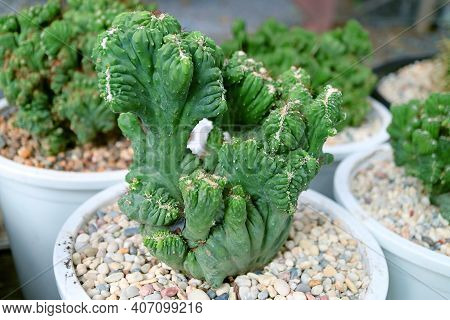 Closeup Of An Amazing Potted Myrtillocactus Geometrizans F. Cristata Or Crested Blue Candle Cactus