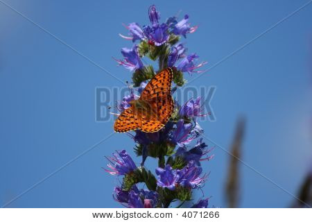 Fritillary