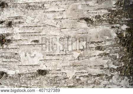 Pubescent Birch Bark Detail - Latin Name - Betula Pubescens