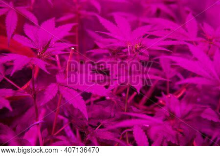 Cannabis Growing In Ultraviolet Fluorescent Light