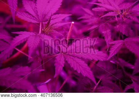 Cannabis Growing In Ultraviolet Fluorescent Light