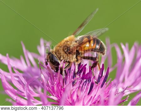 European species of hoverfly (epistrophe eligans) on purple flower