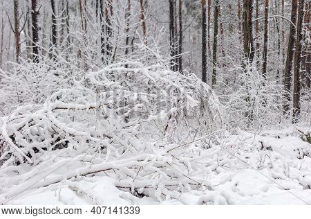Shrubs Covered With Freshly Fallen Fluffy Snow In Forest On A Blurred Background Of Tree Trunks Duri