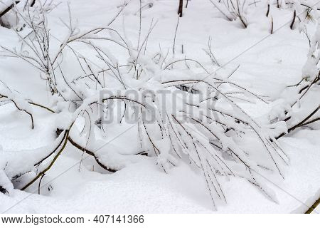 Small Shrubs Covered With Freshly Fallen Fluffy Snow In Forest During The Snowfall, Background