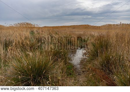 View Of The Natural Reserve Of Plants And Birds La Marjal Els Moros In The Town Of Puzol In Spain. N