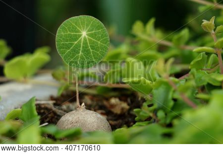 Stephania Erecta Craib In The Farm With Natural Background