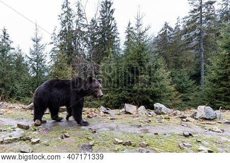 Brown Bear (lat. Ursus Arctos) Stainding In The Forest. Bear For A Walk