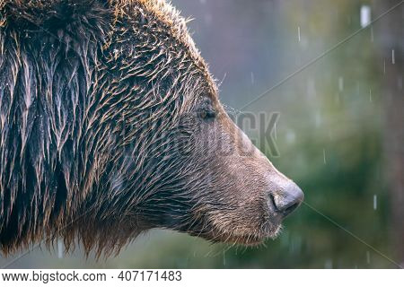 Brown Bear (lat. Ursus Arctos) Stainding In The Forest. Bear For A Walk