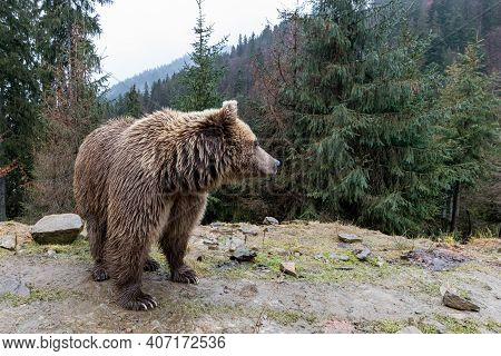 Brown Bear (lat. Ursus Arctos) Stainding In The Forest. Bear For A Walk