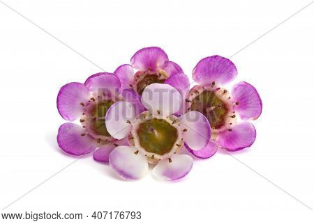Wax Myrtle  Flower Isolated On White Background