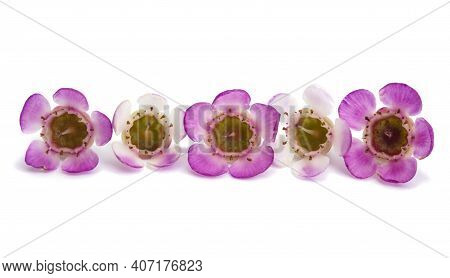 Wax Myrtle  Flower Isolated On White Background