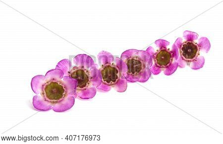 Wax Myrtle  Flower Isolated On White Background