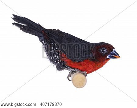 Western Bluebill Aka Spermophaga Haematina Bird, Sitting On Wooden Branch. Isolated On White Backgro