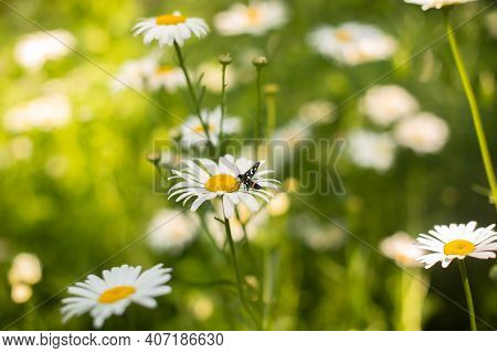 Black Beetle Sits On A White Daisy On A Dark Background