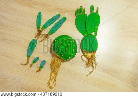 Several Cacti With Open Roots, Ready For Transplanting Into New Soil, Treatment Against Pests And Fu