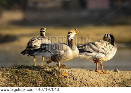 Bar-headed Or Bar Headed Goose Family Or Flock Calling In Wetland During Winter Migration At Forest 