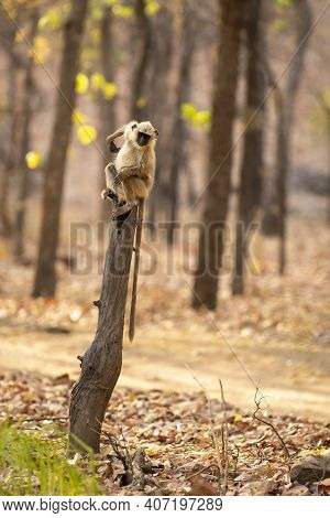 Gray Or Hanuman Langurs Or Indian Langur Or Monkey Portrait Perched On Tree Trunk During Outdoor Jun