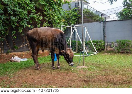 A Cow Tied Up For Eid Al-adha, Before Being Sacrificed In An Indonesian Housing Complex, Jakarta, In