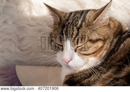 Cat On Sofa. Closeup Of One Sleeping Tabby Cat On White Blanket In Sunny Day. Lausanne, Switzerland.