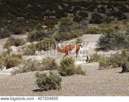 Guanaco In The Bush Of The Valdes Peninsula, Argentina. High Quality Photo