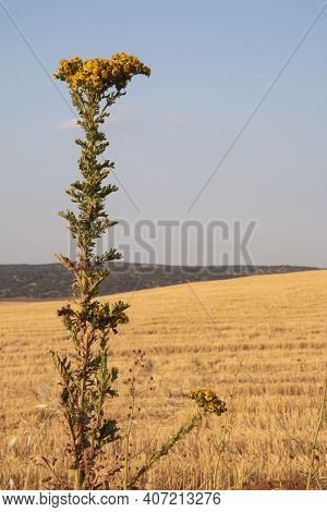 Landscapes Of Andalusia In Spain / Wild Nature In The Fields Of Andalusia