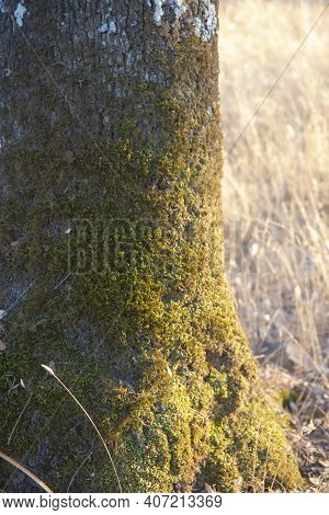 Trees And Wild Nature In The Fields Of Andalusia