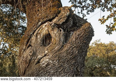 A Tree Trunk With A Deep Cleft
