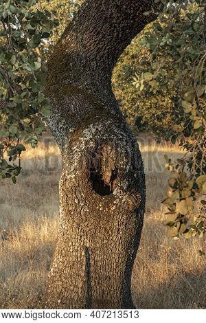 A Tree Trunk With A Deep Cleft