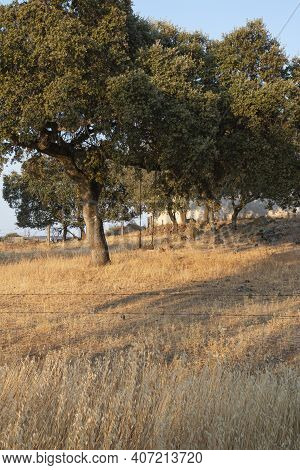 Acorn Trees In Andalusia Spain / Wild Nature In The Fields Of Andalusia