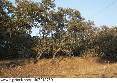 Acorn Trees In Andalusia Spain / Wild Nature In The Fields Of Andalusia