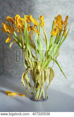Dried Yellow Tulip Flowers Close Up. Wilted Bouquet Of Tulips. Beautiful Bright Spring Composition O
