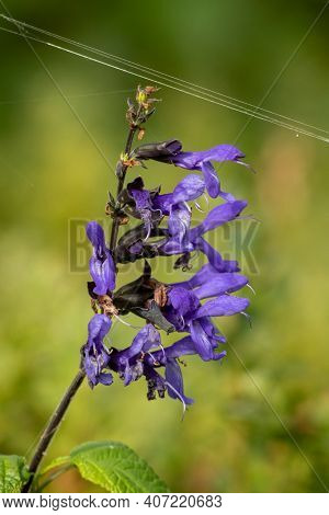 Spiders Web on a Purple Salvia Amistad / Sage Flower in an English Garden