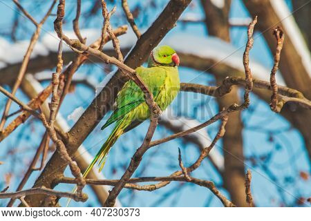 Cramers Parrot Sits Among The Snow-covered Branches